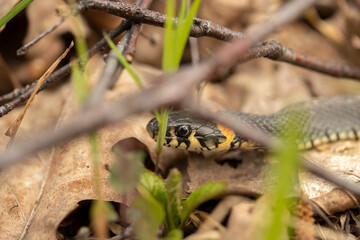 snake creeping on leaves