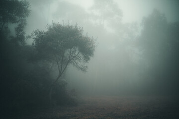 Obraz na płótnie Canvas Arbol frondoso en medio del bosque y la neblina