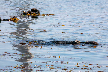 A Raft of Sea Otters in Morro Bay, California, Wrapped in Kelp so they Don't Float Away while Sleeping