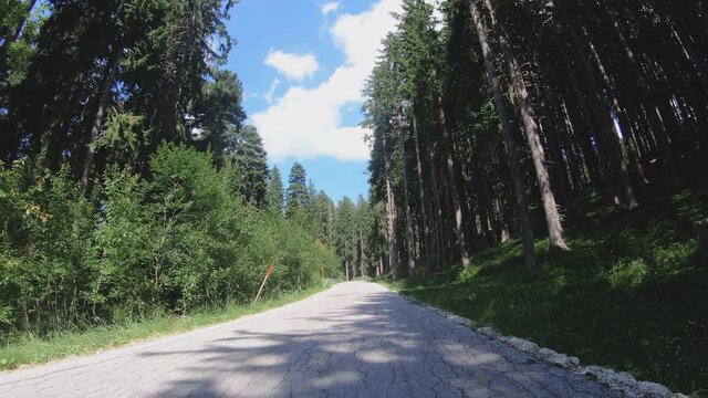 Pov new modern car driving fast into forest with tall trees