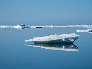 photo of mountain, glacier, sea ice, ocean and icebergs in the canadian arctic