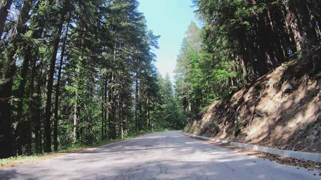 Asphalt Road Drive Through Pine Forest