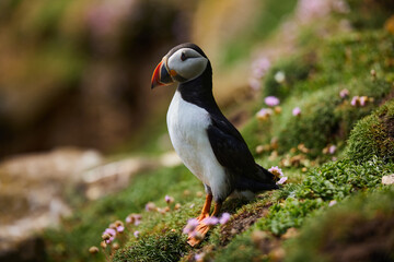 puffin birds on the Saltee Islands in Ireland, Fratercula arctica