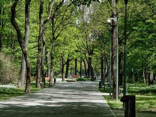 Park drzewa © adam7d