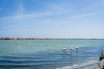 Flamingos in a peaceful beach