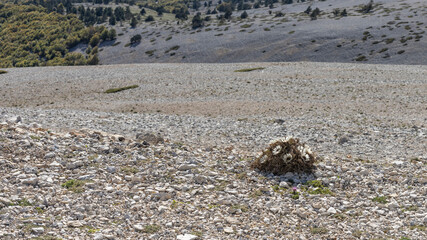 Bunch of dried out flowers Mont Ventoux by the side of a drop
