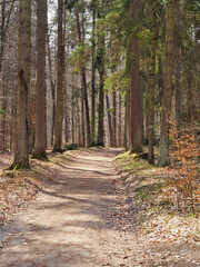 forest road droga leśna