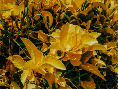Fototapeta Bright yellow leaves and plants in sunlight
