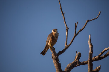 Australian Hobby perched in a tree. 