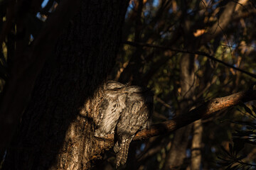 A pair of Tawny Frogmouth birds huddled together on a branch of a tree.
