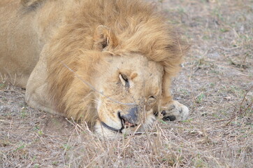 Sudafrica