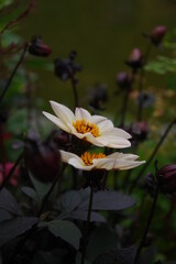 Beautiful Dahlia flowers with dark leaves