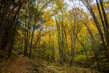 Obraz premium Autumn hike in Pennsylvania forest.