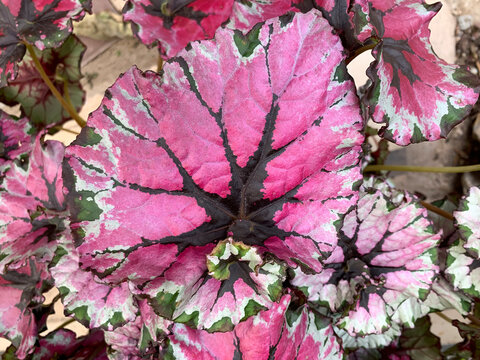 Exotic plant Royal begonia (Latin - Begonia rex)