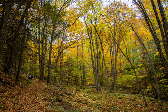 Autumn hike in Pennsylvania forest. © Philip