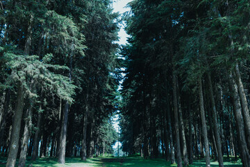 Kinale Forest is located 60kms from Nairobi along the Nairobi- Naivasha highway, Kinungi route. The...