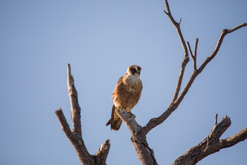 Australian Hobby perched in a tree. 