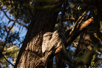 A pair of Tawny Frogmouth birds huddled together on a branch of a tree.