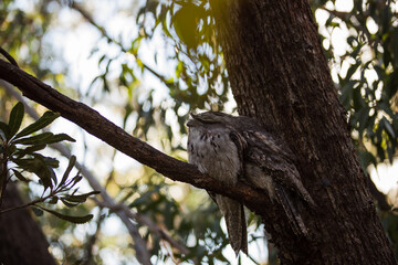 A pair of Tawny Frogmouth birds huddled together on a branch of a tree.