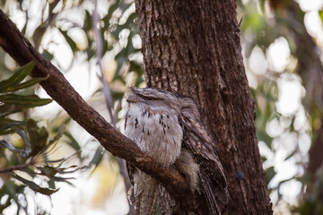 A pair of Tawny Frogmouth birds huddled together on a branch of a tree.