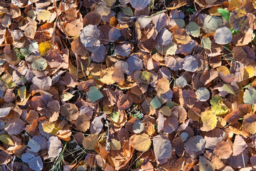 Colorful autumn fallen leaves on brown forest soil background.