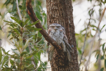A pair of Tawny Frogmouth birds huddled together on a branch of a tree.