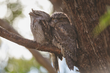 A pair of Tawny Frogmouth birds huddled together on a branch of a tree.