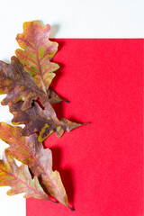 oak leaves border with red paper