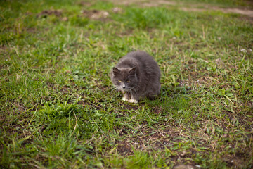 Cat on the street. The cat walks in the summer.
