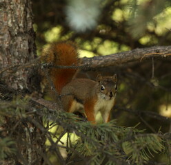 A Red Squirrel in a tree. Taken in Alberta, Canada
