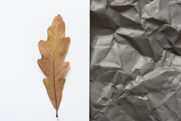 oak leaf and crumpled paper