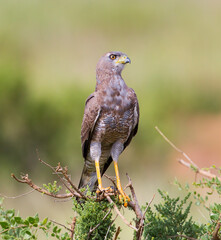 An African Goshawk perched in a tree. Taken in Kenya