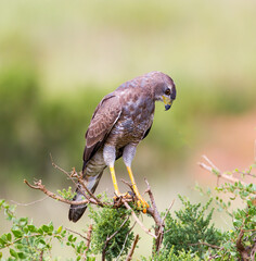 An African Goshawk perched in a tree. Taken in Kenya