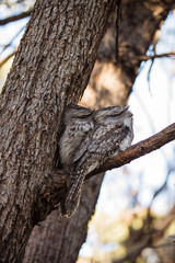 A pair of Tawny Frogmouth birds huddled together on a branch of a tree.