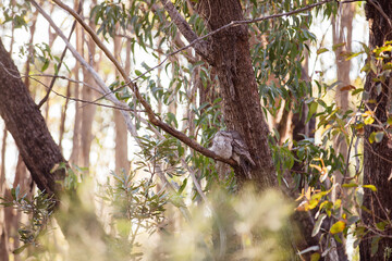 A pair of Tawny Frogmouth birds huddled together on a branch of a tree.