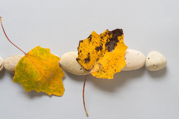 autumn leaves on a stone
