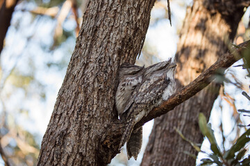A pair of Tawny Frogmouth birds huddled together on a branch of a tree.