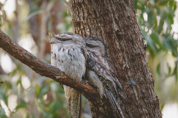 A pair of Tawny Frogmouth birds huddled together on a branch of a tree.