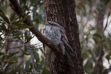 A pair of Tawny Frogmouth birds huddled together on a branch of a tree.