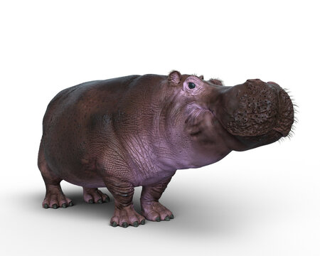 3D rendering of a Hippopotamus isolated on a white background.