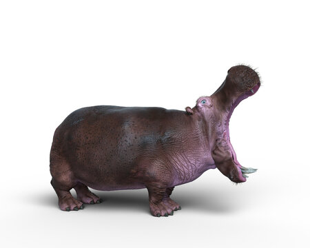3D rendering of a Hippopotamus in aggressive pose isolated on a white background.