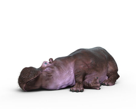 3D resting of a Hippopotamus resting isolated on a white background.