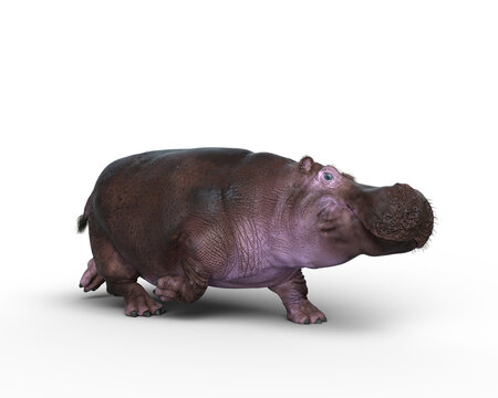 3D rendering of a Hippopotamus running isolated on a white background.