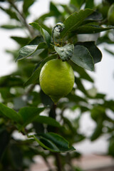 lemon on tree