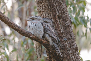 A pair of Tawny Frogmouth birds huddled together on a branch of a tree.