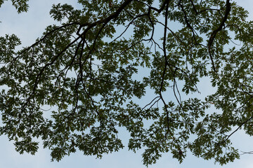 branches against blue sky