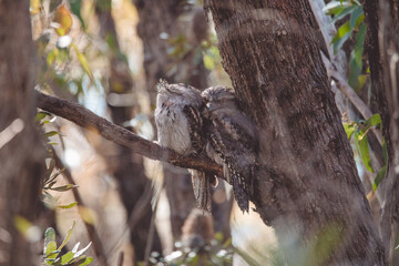 A pair of Tawny Frogmouth birds huddled together on a branch of a tree.