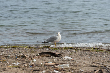 seagull on the beach