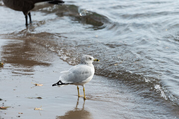 seagull on the beach