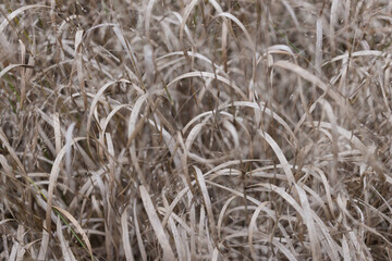 dried grasses